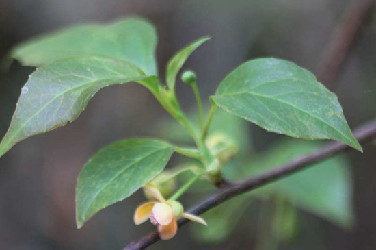 五味子开花期能打药吗