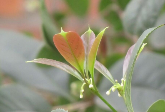 桂花树几月份修剪最好，桂花树怎么修剪