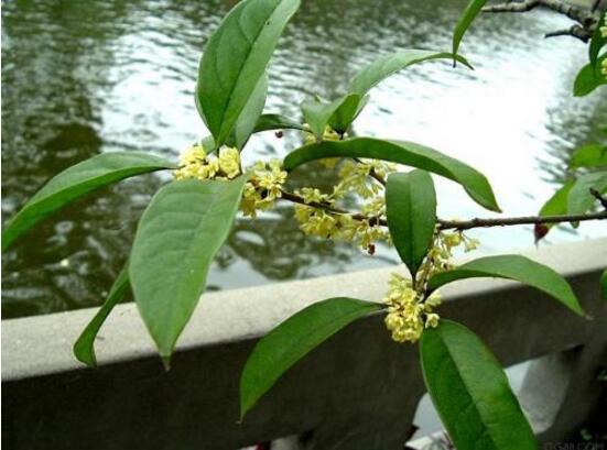 桂花树几月份修剪最好，桂花树怎么修剪