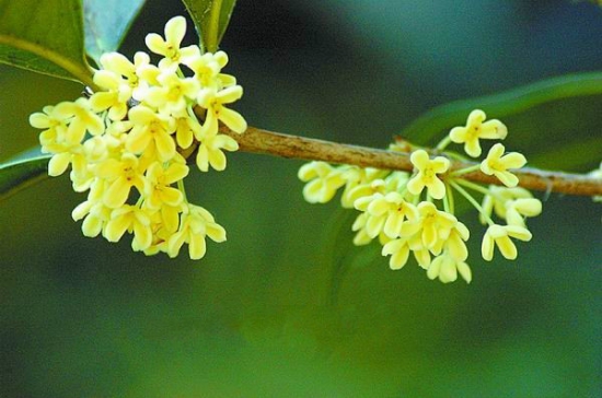 桂花树可以插枝栽培吗，桂花树移栽要注意什么