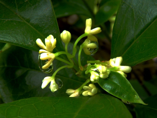 桂花树可以插枝栽培吗，桂花树移栽要注意什么