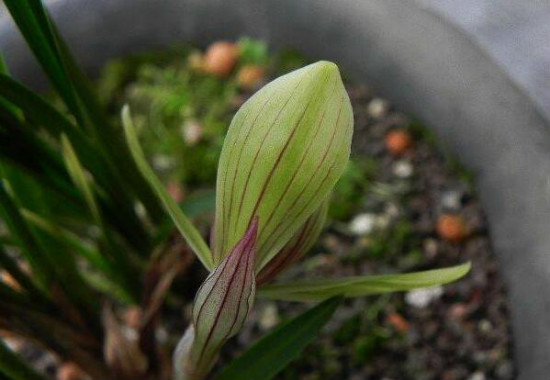 兰花花期如何管理，从六个方面来管理