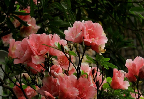 映山红几月份开花，映山红一年开几次花