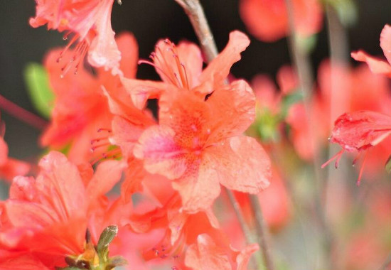 映山红几月份开花，映山红一年开几次花