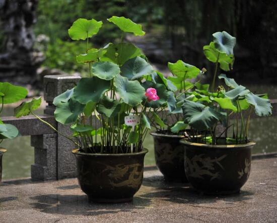 盆栽荷花的种植方法，播种/种藕(种藕存活率比较高)