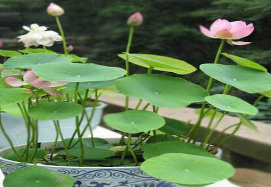 家里养莲花好吗，为什么家里不养莲花(散财)