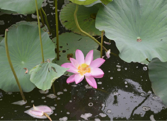 水莲花怎么养，家养水莲花的过程图片