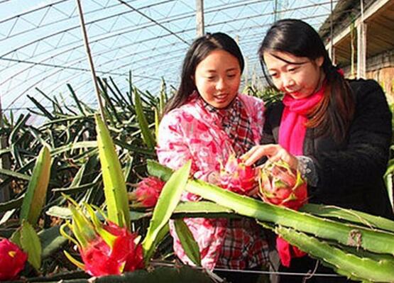 火龙果的种植方法：喜温暖潮湿，光照充足的环境