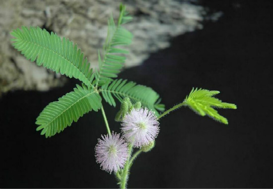 含羞草怎么移到花盆里，4个步骤教你移栽