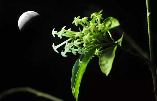 植物科普|不适合家养的植物