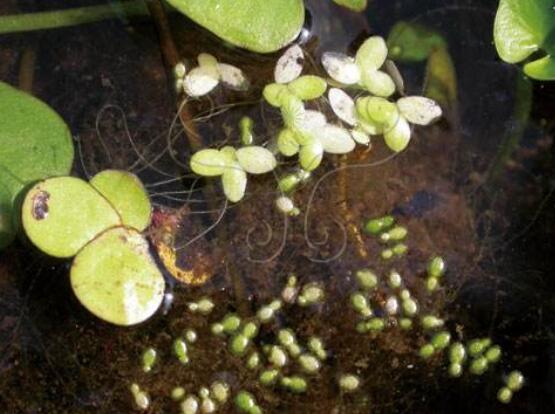 浮萍是什么：一种浮萍科水生浮生植物，可做饲料