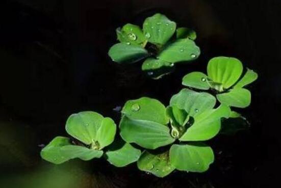 浮萍是什么：一种浮萍科水生浮生植物，可做饲料