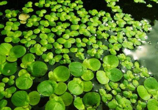 浮萍是什么：一种浮萍科水生浮生植物，可做饲料