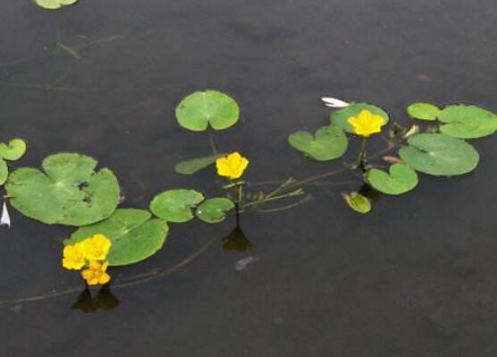 浮萍是什么：一种浮萍科水生浮生植物，可做饲料