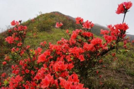 杜鹃花叶子干枯怎么办，三种方法教你如何挽救