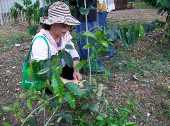 中药渣怎样做肥料，中药渣制作肥料图解