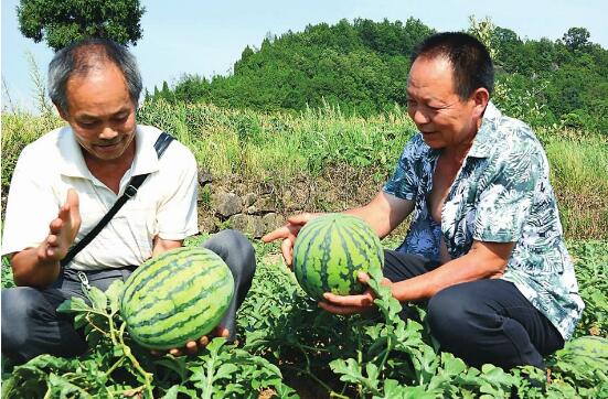 西瓜是几月份的水果，西瓜几月份熟(6～9月)