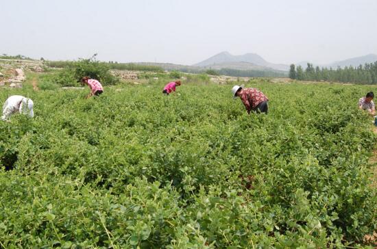 金银花种植前景如何，种植前景很好(市场需求量大)