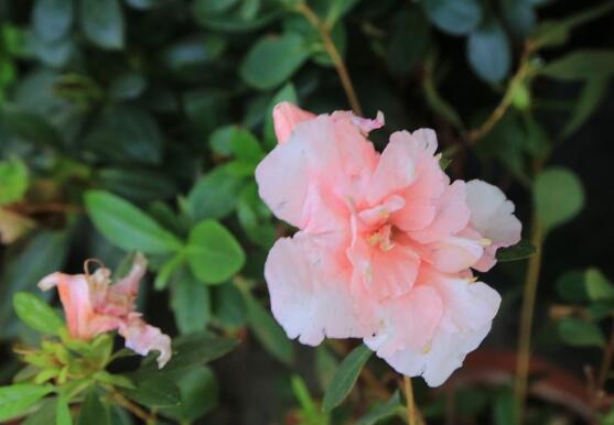 家里养杜鹃花好吗，杜鹃花在风水上的意义(化煞生旺)