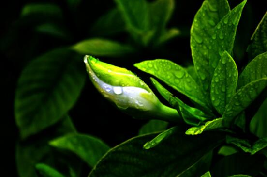 怎么让栀子花快开花，五种方法让你的栀子花枝繁叶茂