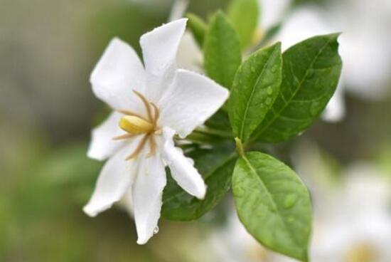 怎么让栀子花快开花，五种方法让你的栀子花枝繁叶茂