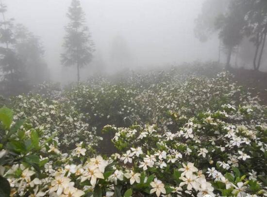 栀子花生虫了怎么处理，栀子花驱虫法大全