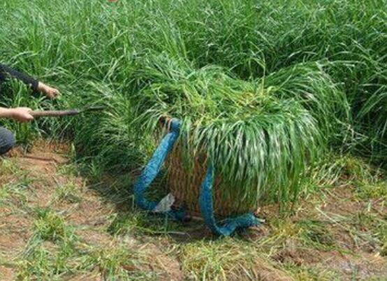 黑麦草种植方法，4个步骤让你的黑麦草长势旺盛