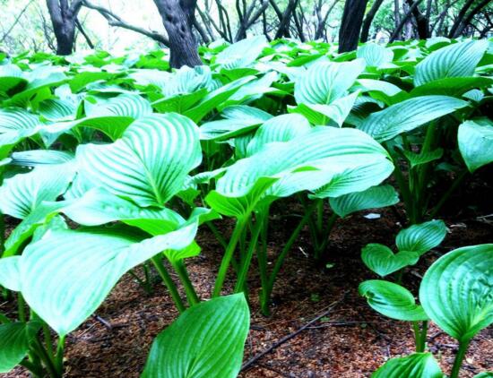 滴水观音根茎怎么繁殖，分离小株植入盆中