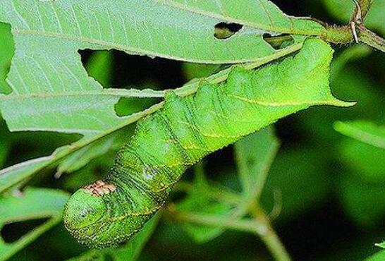 黄豆的种植方法与时间，六月下种到丰收只需四步