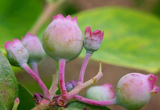 无花果真的没有花吗，无花果花朵是小花蕊