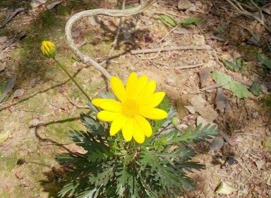 黄金菊怎么修剪，5个步骤剪出一片黄金菊花海