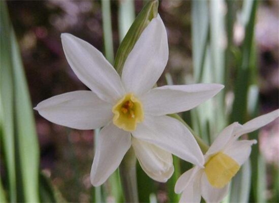 水仙花花语大全，盘点不同颜色的水仙花花语