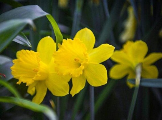 水仙花花语大全，盘点不同颜色的水仙花花语