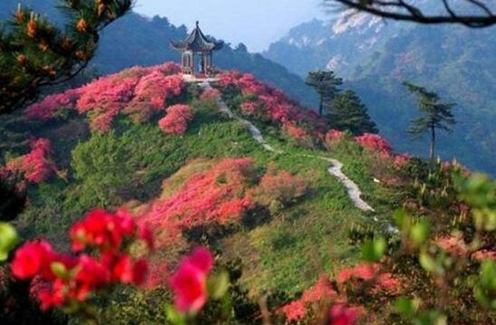 杜鹃花怎么过夏天，杜鹃花夏天怎么养护