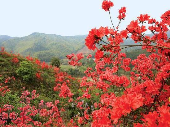 杜鹃花怎么过夏天，杜鹃花夏天怎么养护