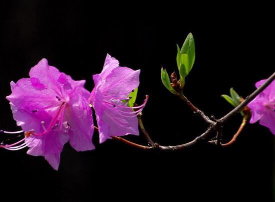 杜鹃花怎么过夏天，杜鹃花夏天怎么养护