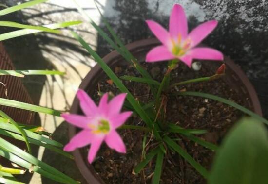 风雨兰花谢后如何处理，修剪残花累积养分促进下次开花