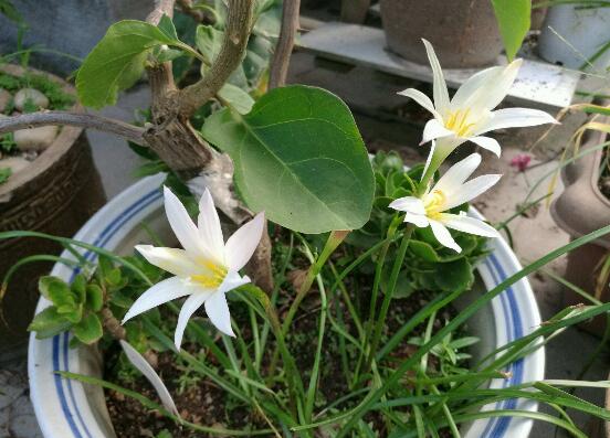 风雨兰花谢后如何处理，修剪残花累积养分促进下次开花