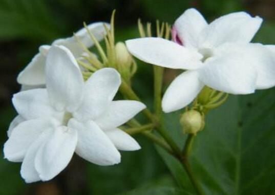 茉莉花的常见品种，宝珠/虎头/狮头/菊花/黄茉莉五大常见品种