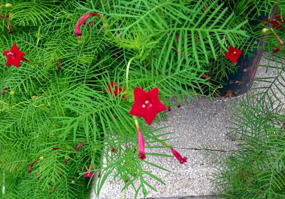 茑萝的花语和植物文化，依附生存忙碌生长/象征着积极向上