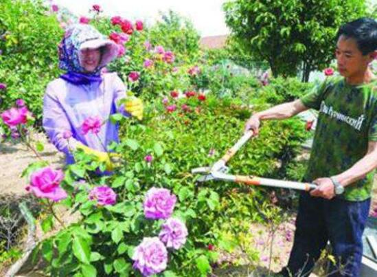 芍药怎么修剪，详解芍药开花和开花前后的修剪技巧