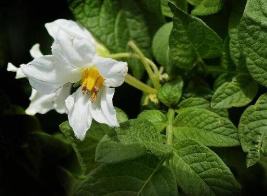 阳台土豆的种植方法，4个步骤让土豆又大又圆