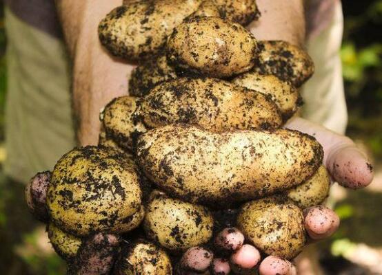 阳台土豆的种植方法，4个步骤让土豆又大又圆