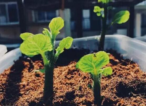 阳台土豆的种植方法，4个步骤让土豆又大又圆