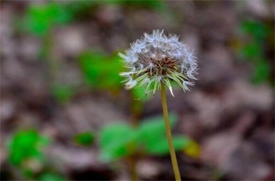 蒲公英能减肥吗，可以减肥(附减肥食用方法)