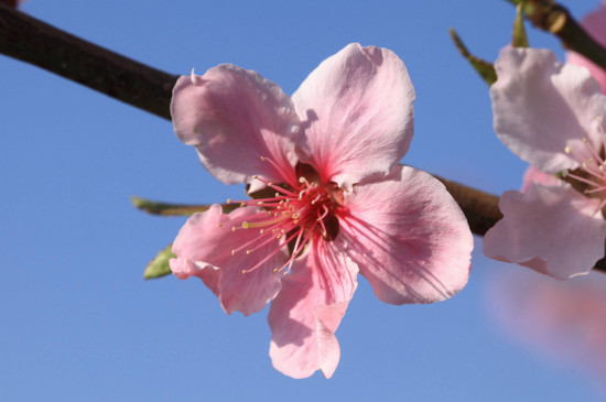 梅花与桃花的区别，梅花是先花后叶/桃花是花叶相间