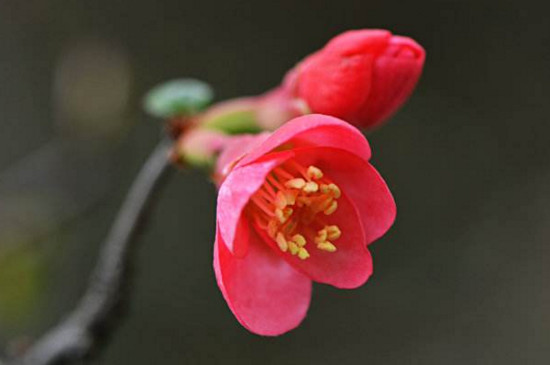 梅花与桃花的区别，梅花是先花后叶/桃花是花叶相间