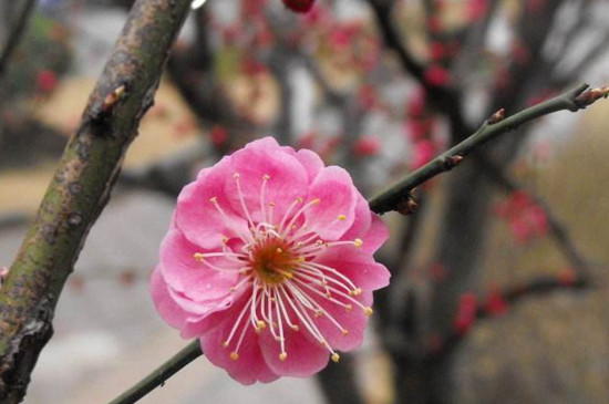 梅花与桃花的区别，梅花是先花后叶/桃花是花叶相间