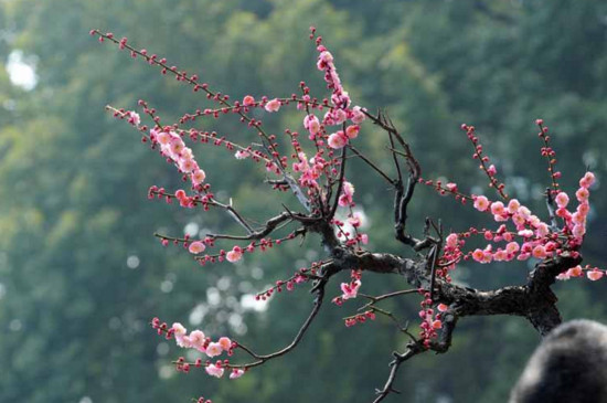 怎样让梅花春节开花，控温控水补光给梅花催花