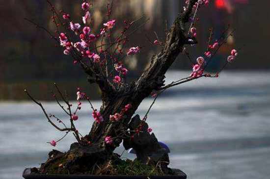 怎样让梅花春节开花，控温控水补光给梅花催花